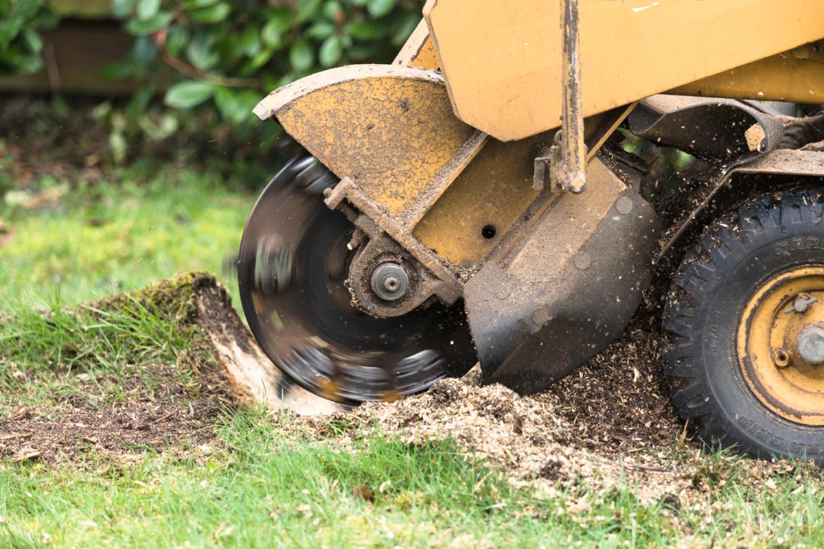 Tree Grinding