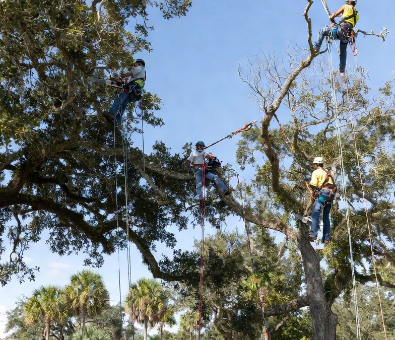 Professional Care from Manatee Tree Service